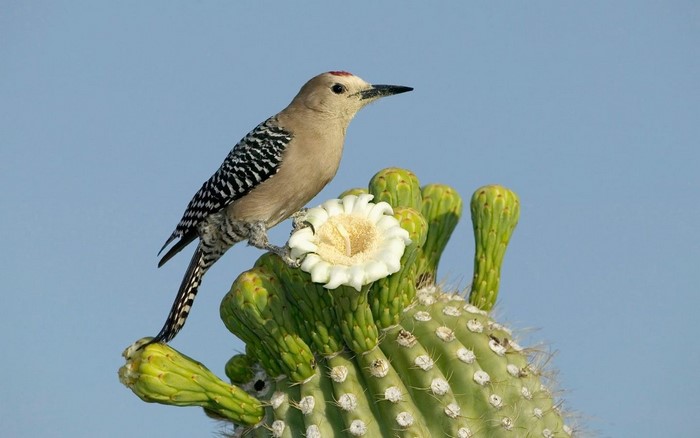 Bird Perched on Cactus with White Flower