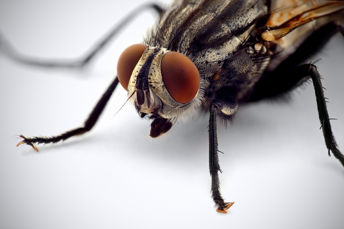 Macro shot of a fly on a white background