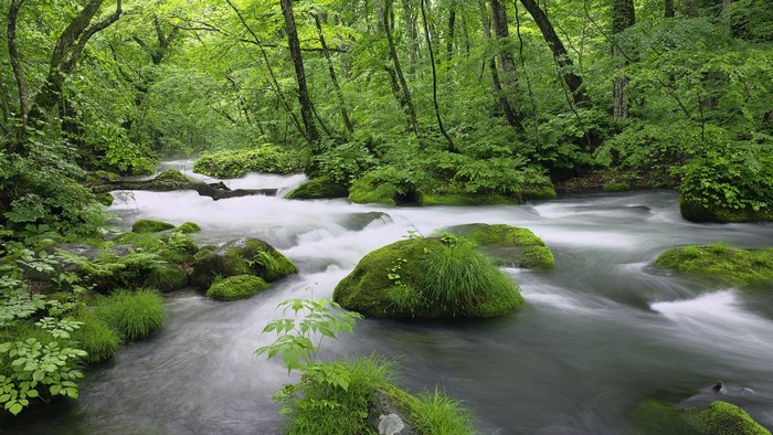 A lush green forest with a flowing river and moss-covered rocks