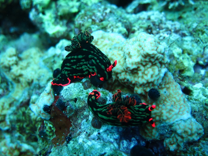 Two Nudibranchs on Coral Reef in the Philippines