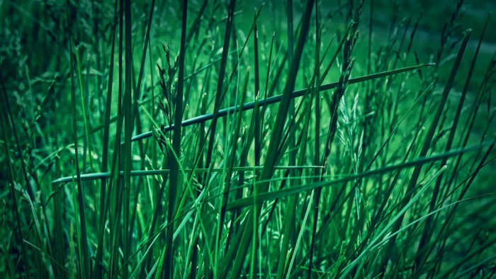 Close-up of green grass with a horizontal branch