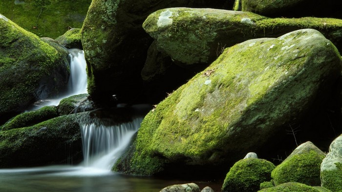 Moss-covered rocks and a small waterfall in a forest