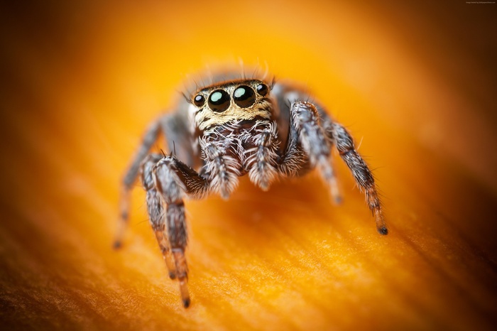 Macro shot of a jumping spider with large eyes