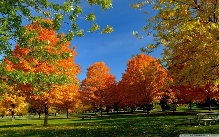 Vibrant Autumn Trees in a Sunny Park