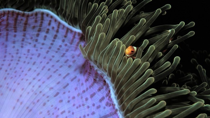 Clownfish peeking from green sea anemone tentacles