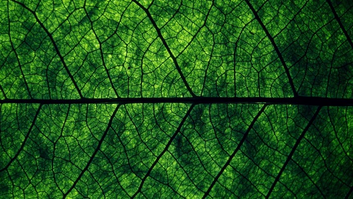 Close-up of a green leaf's intricate vein structure