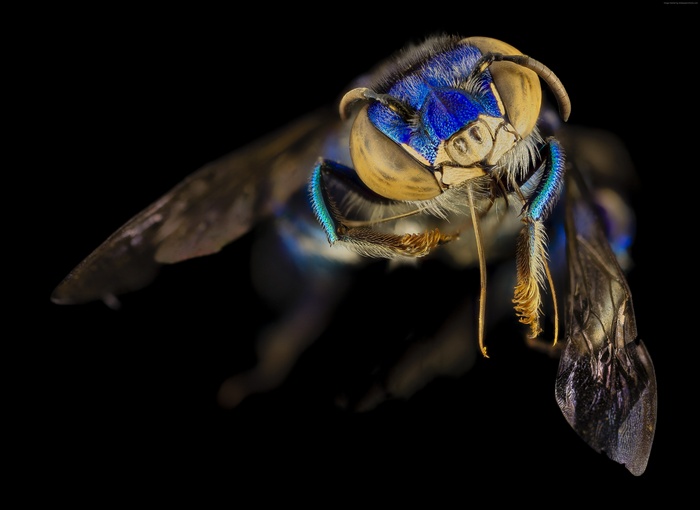 Blue Euglossa Orchid Bee macro shot