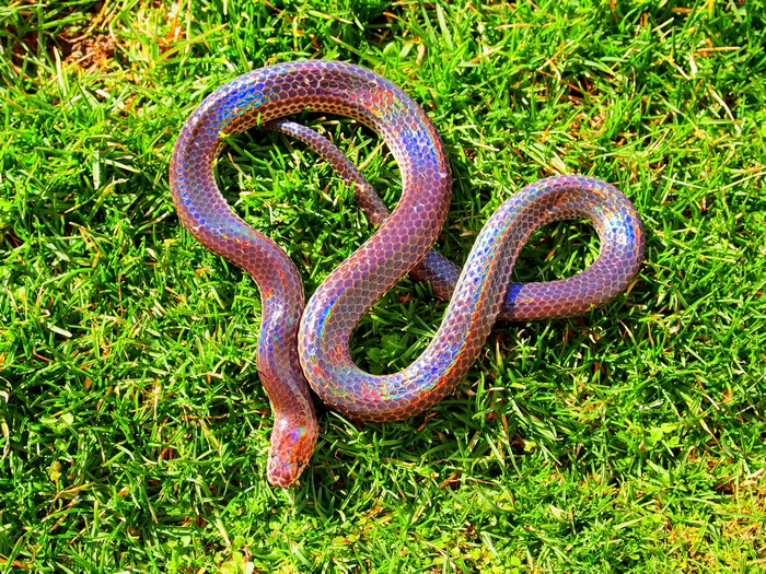 Sunbeam snake with holographic skin on green grass