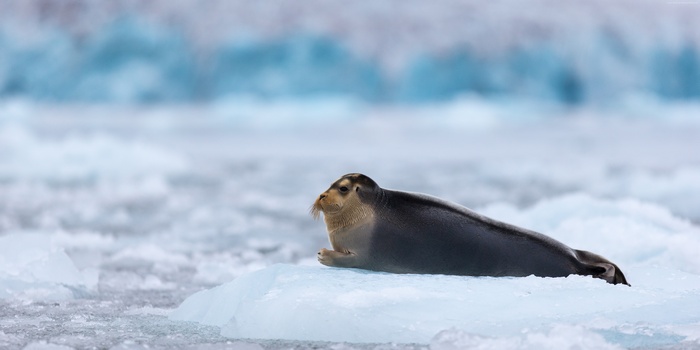 Bearded Seal on Ice Floe in Arctic Ocean