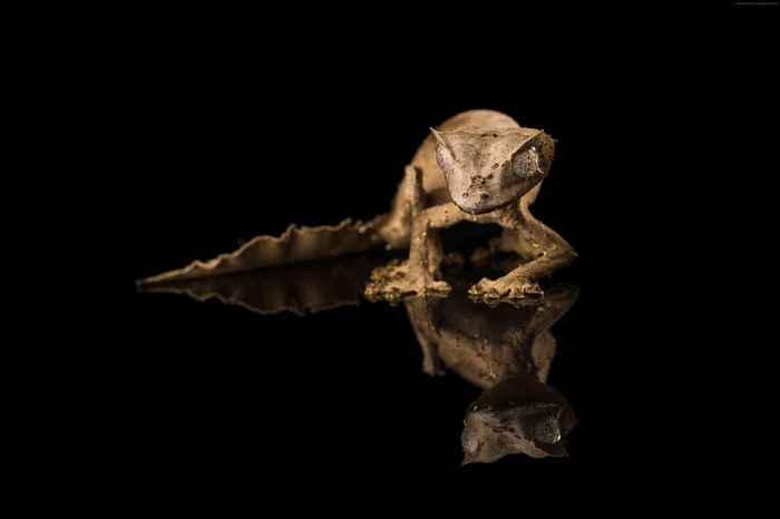Crested Gecko with Reflection on Black Background