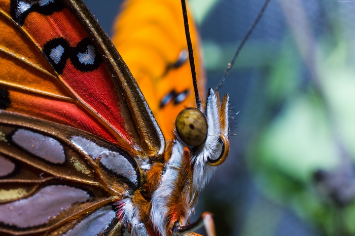 Close-up of a colorful butterfly wing and eye