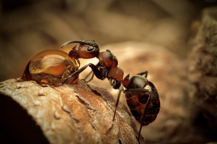 Macro shot of an ant drinking water drop