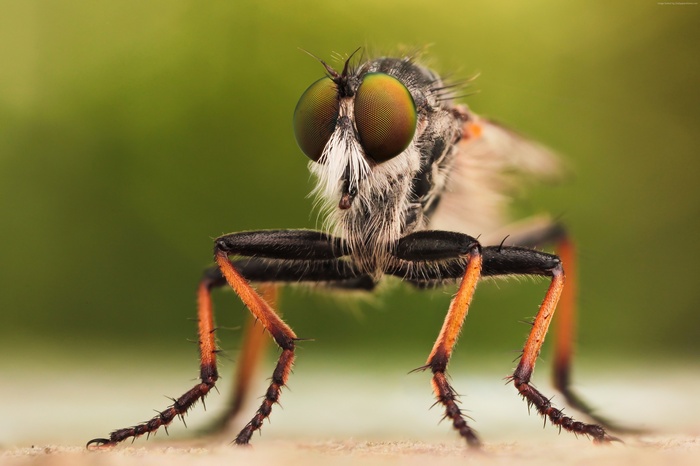 Macro shot of a robber fly with orange legs