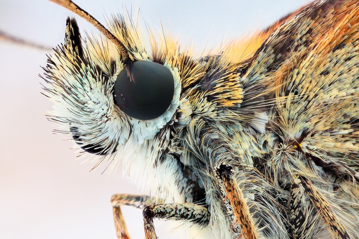 Macro extreme close-up of a moth's head and eye