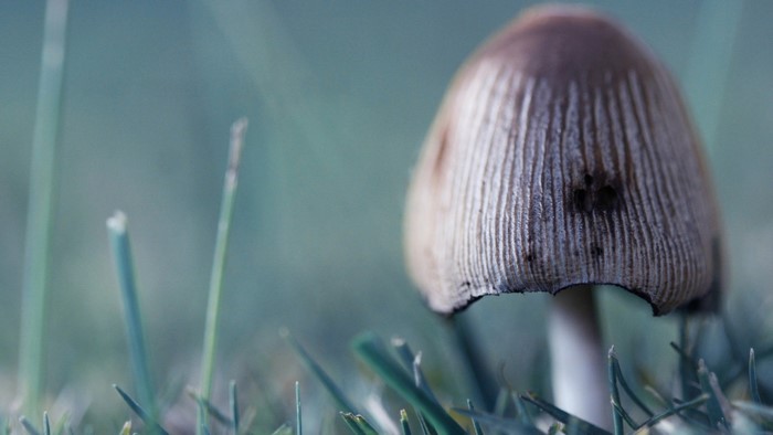 Close up of a mushroom in grass