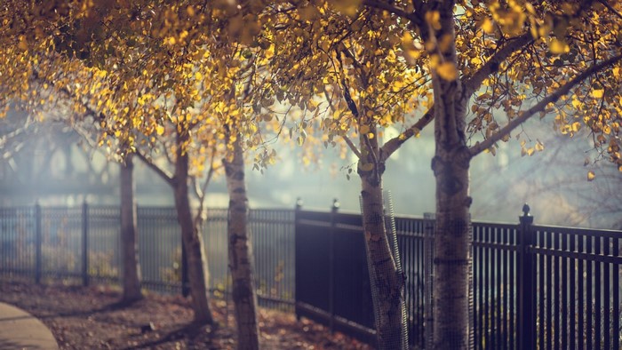 Autumn trees with yellow leaves and a fence