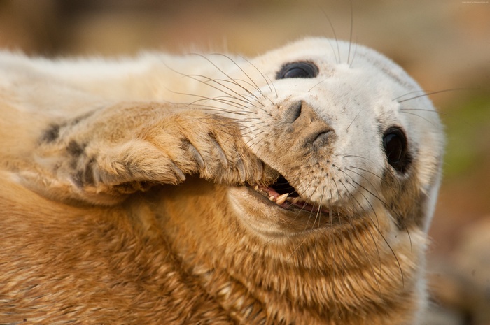 Funny young grey seal showing its teeth