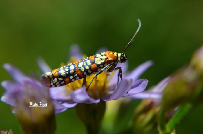 Moth with orange and white spots on a purple flower
