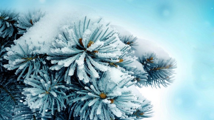 Close-up of a snow-covered spruce branch in winter