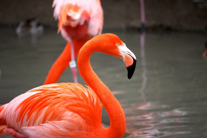 Flamingo in a pond at the zoo