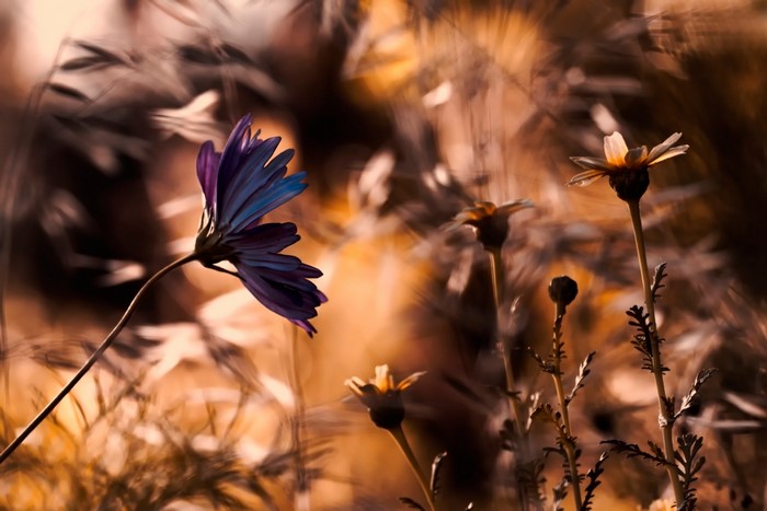 Purple and yellow flowers in sunlight