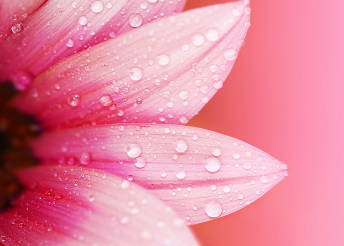 Close-up of pink flower petals with water drops
