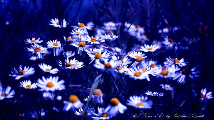 White daisies with yellow centers in blue light