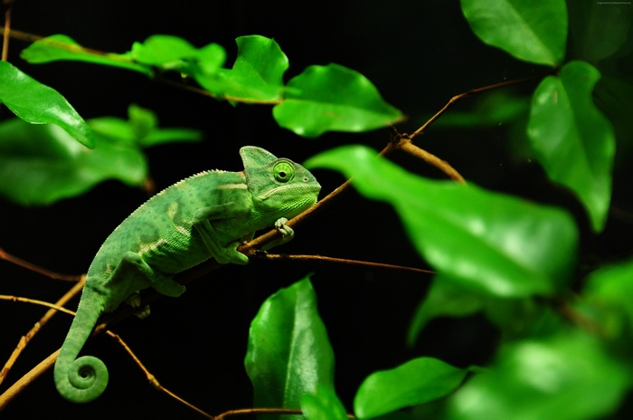 Green chameleon on a branch with leaves