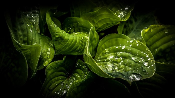 Close-up of green leaves with water droplets