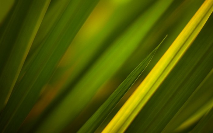 Close-up of green grass blades with sunlight