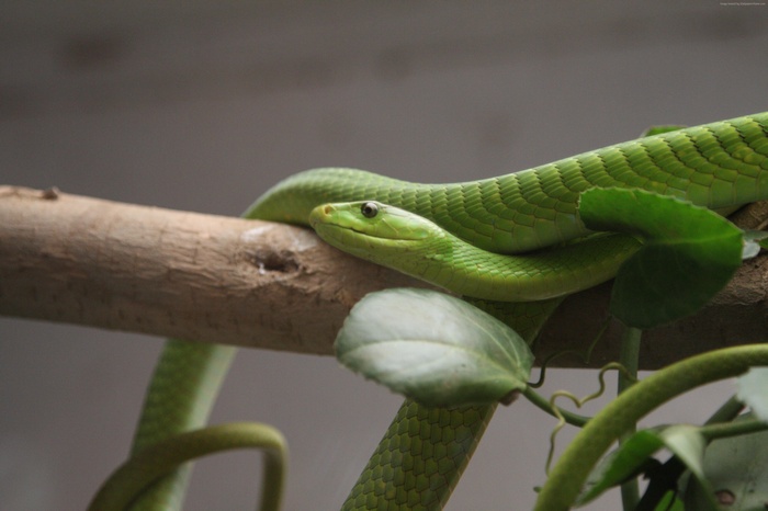 Green mamba snake on a branch