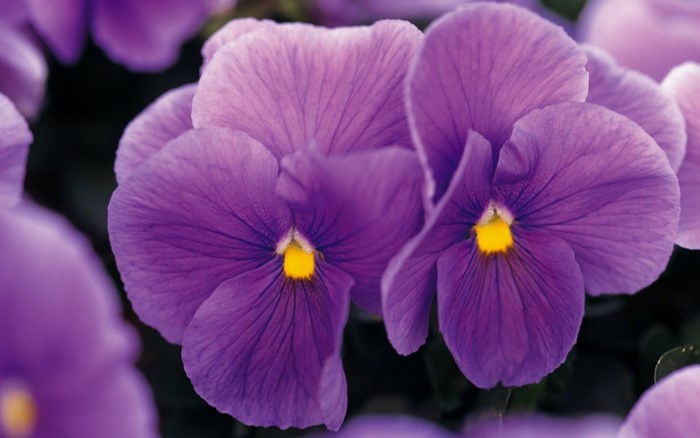 Close up of purple pansy flowers with yellow centers