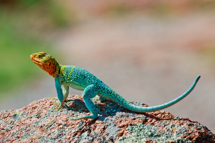 Collared Lizard on a Rock in Mexico