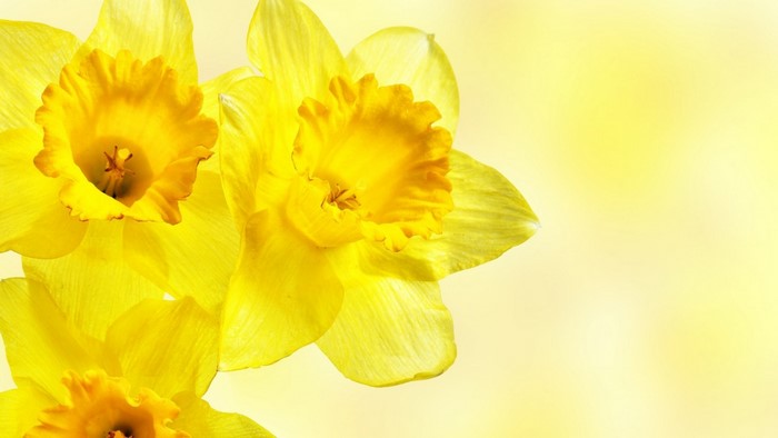 Close up of yellow daffodils on a soft yellow background