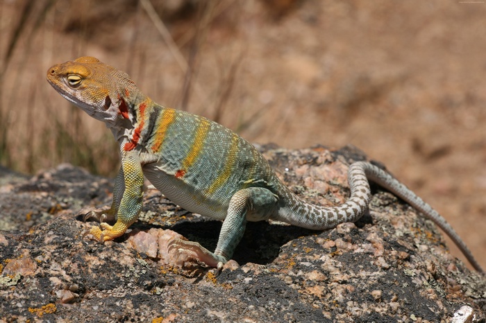 Collared Lizard on a Rock in Mexico