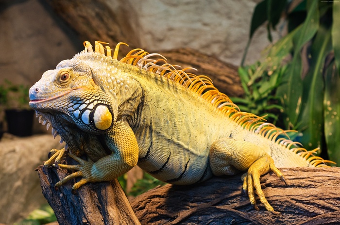 Green Iguana on a branch in a zoo