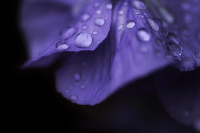 Close-up of purple flower petals with water drops
