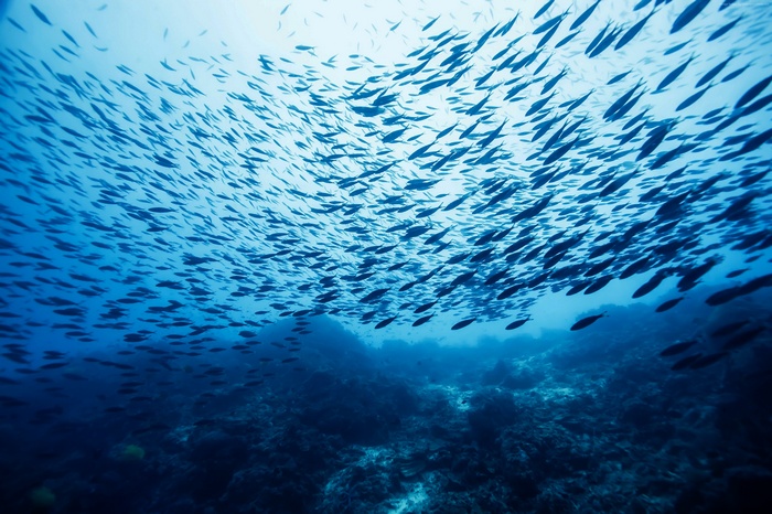 Castle Rock, bottom, Worlds best diving sites, Pacific, Ocean, diving, Atlantic, blue, Indian, tourism, underwater, water, Fish school