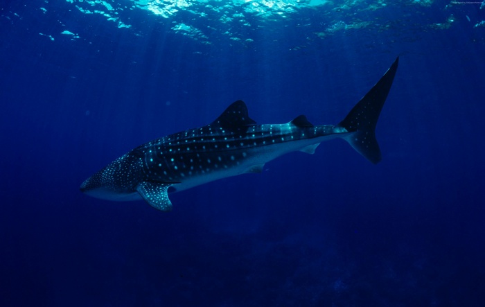 Whale Shark swimming in the blue ocean