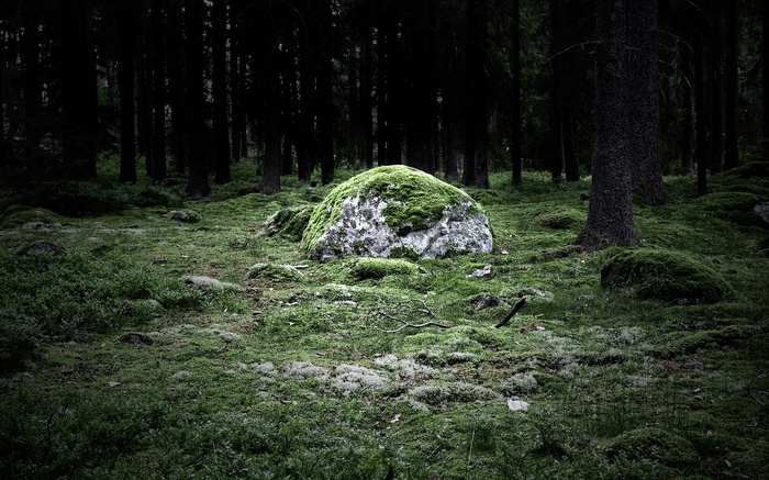 Moss-covered boulder in a dark forest