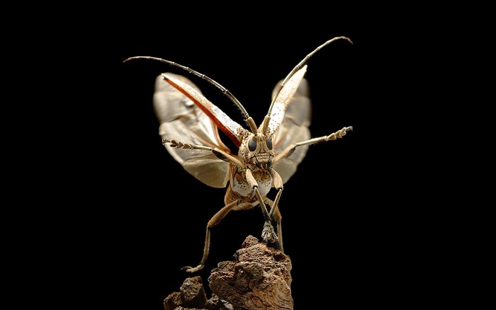 Longhorn beetle with wings spread on a dark background