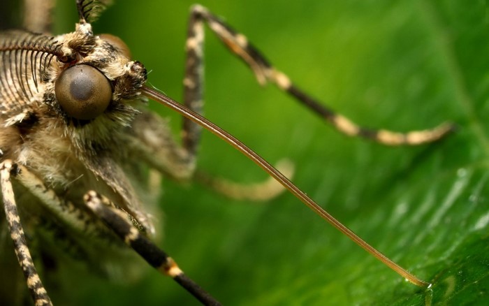 Close-up of a butterfly's head and legs on a green leaf
