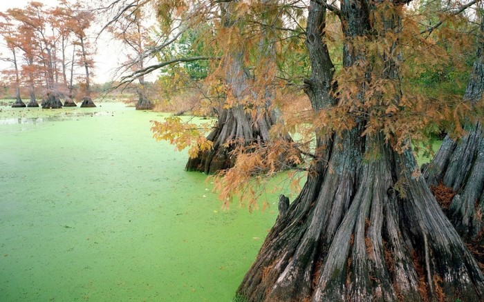 Cypress trees in a swamp with green algae