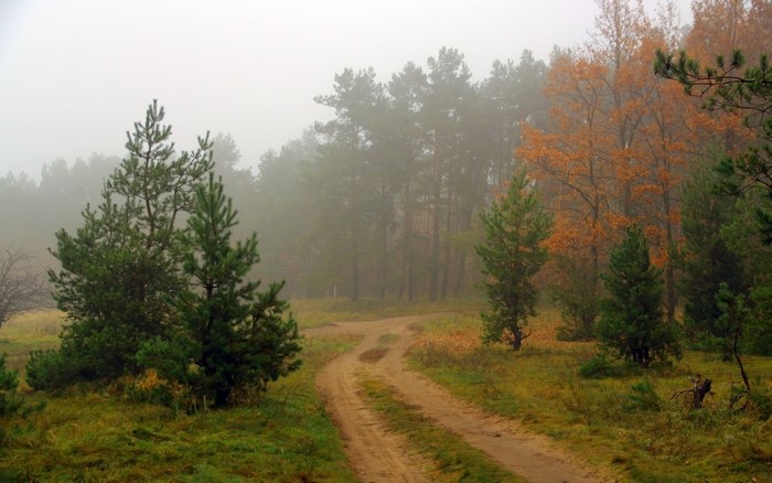 Dirt road through a misty autumn forest