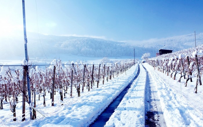 Snowy vineyard road in winter with a small building
