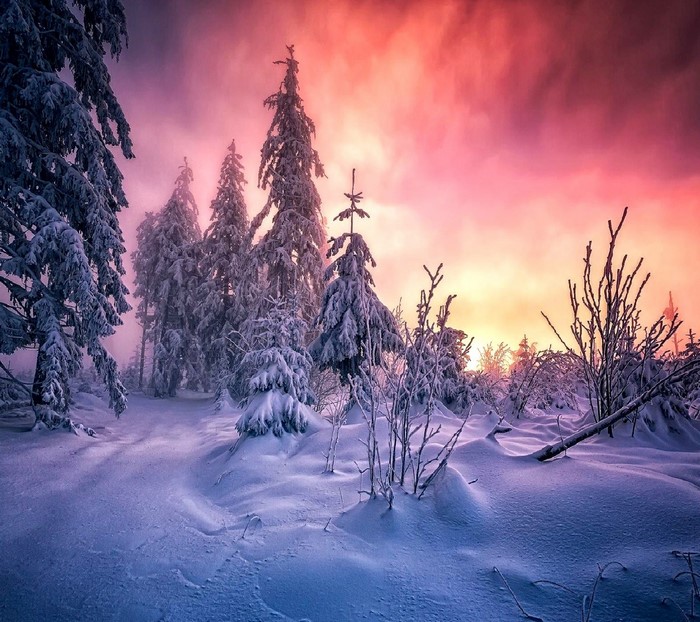 Snowy forest at sunset with pink and orange sky