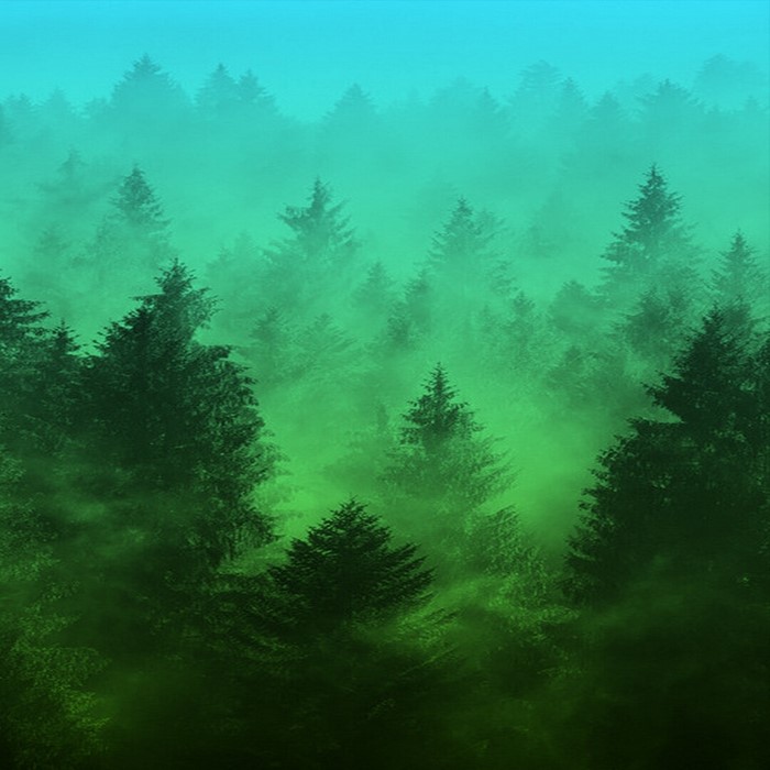 Misty green forest with blue sky