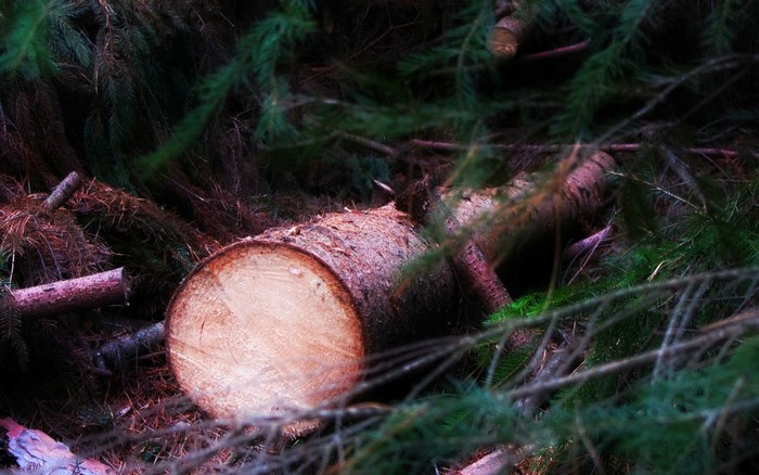 Felled tree trunk in a dense forest