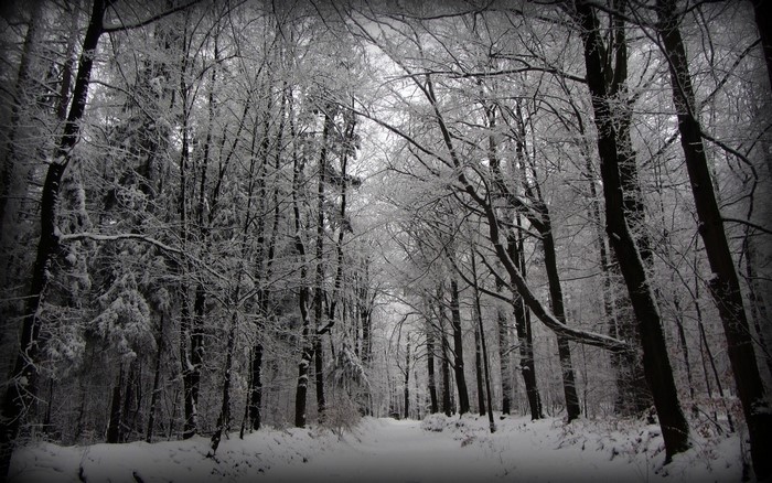Snowy forest path with bare trees