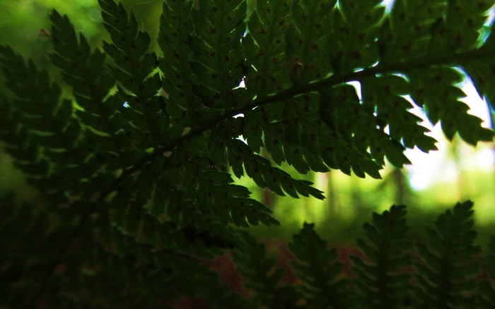 Close-up of green fern leaves in a forest